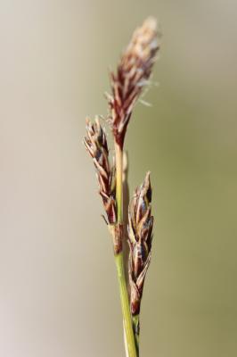 Laîche frangée, Laîche fimbriée Carex fimbriata Schkuhr, 1806