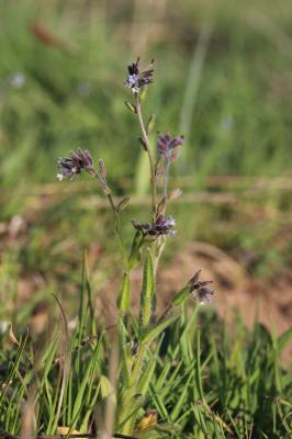 Myosotis douteux Myosotis discolor subsp. dubia (Arrond.) Blaise, 1972