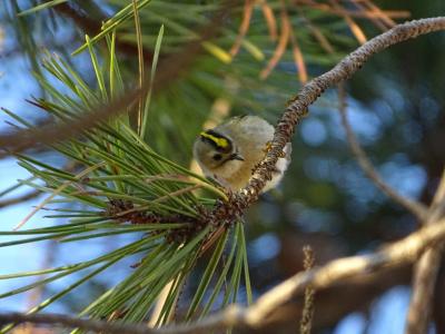 Roitelet huppé Regulus regulus (Linnaeus, 1758)