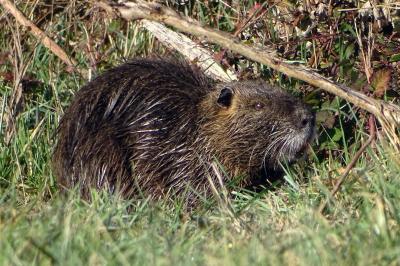 Ragondin Myocastor coypus (Molina, 1782)