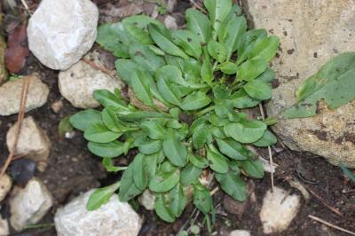 
Campanula rapunculus