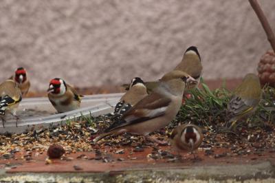 
Coccothraustes coccothraustes