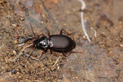 Nébrie à cou bref Nebria brevicollis (Fabricius, 1792)