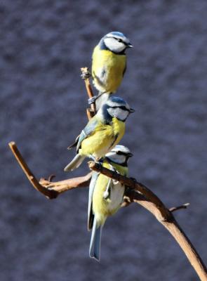 Mésange bleue Cyanistes caeruleus (Linnaeus, 1758)