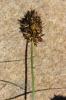 Laîche fétide Carex foetida All., 1785