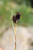 Laîche à petites fleurs Carex parviflora Host, 1801