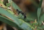  Neodryinus typhlocybae (Ashmead, 1893)