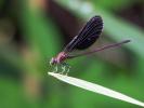 Caloptéryx hémorroïdal Calopteryx haemorrhoidalis (Vander Linden, 1825)