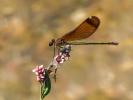 Caloptéryx hémorroïdal Calopteryx haemorrhoidalis (Vander Linden, 1825)