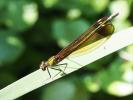 Caloptéryx hémorroïdal Calopteryx haemorrhoidalis (Vander Linden, 1825)