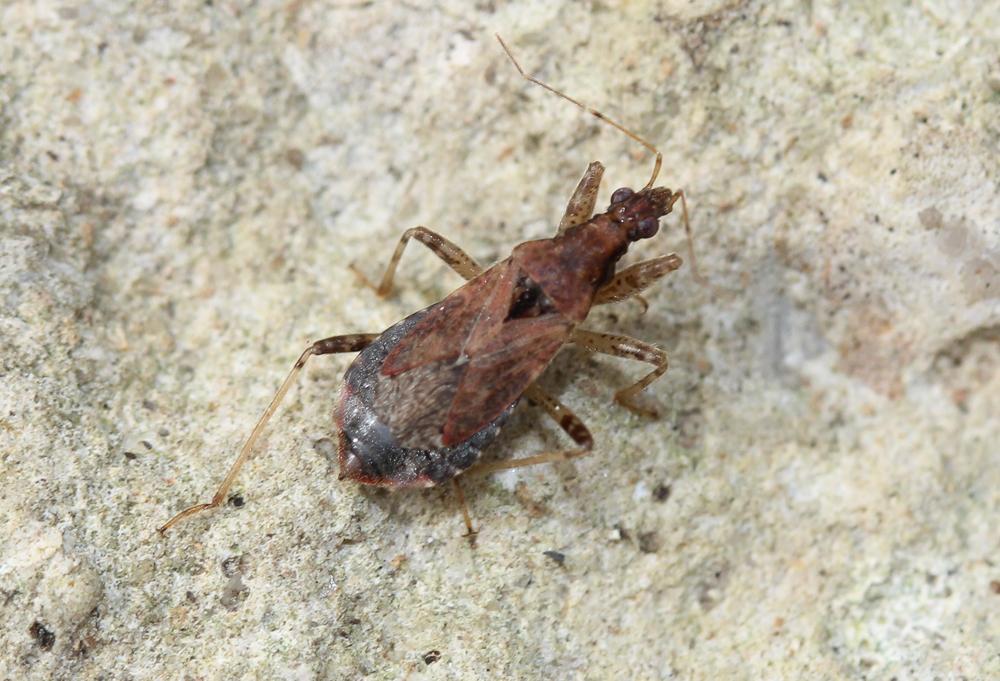 Le Nabide-fourmi Himacerus mirmicoides (O. Costa, 1834)