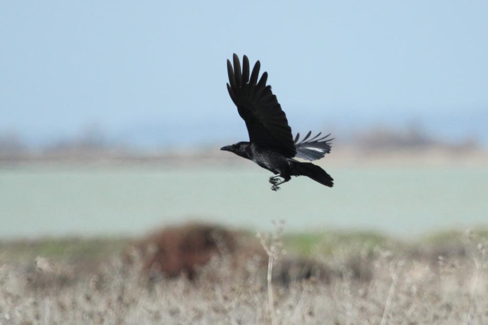 La Corneille noire Corvus corone Linnaeus, 1758