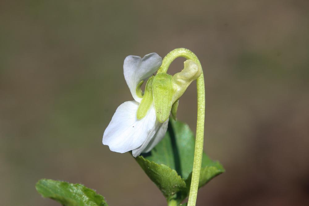 La Violette blanche Viola alba Besser, 1809