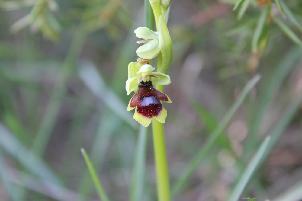 Ophrys d'Aymonin Ophrys aymoninii (Breistr.) Buttler, 1986