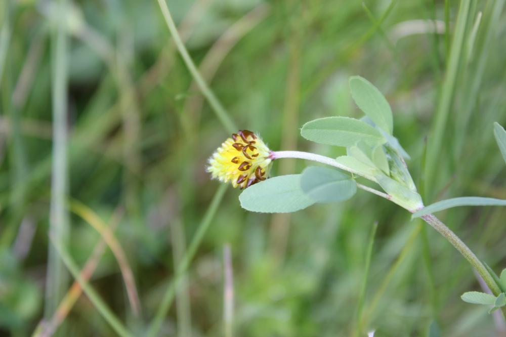 Le Trèfle jaune doré Trifolium spadiceum L., 1755
