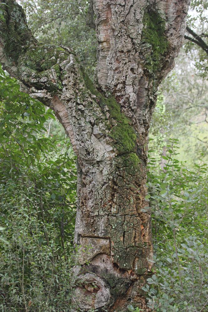 Le Chêne liège, Surier Quercus suber L., 1753