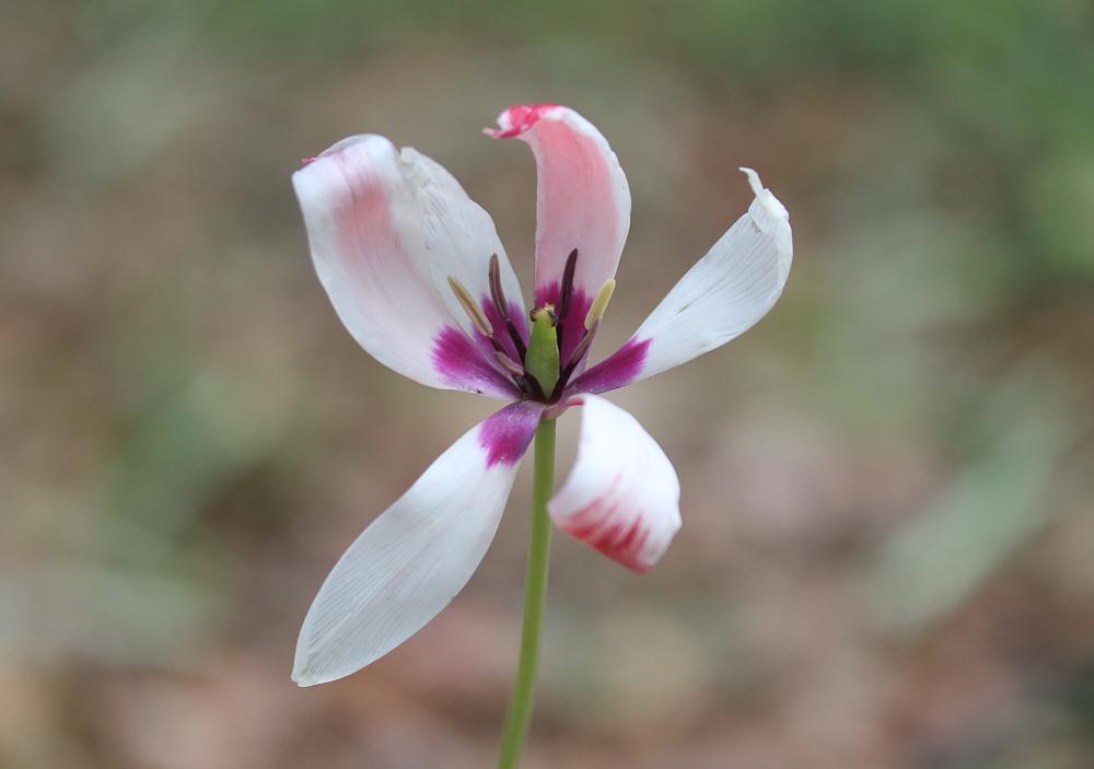 La Tulipe de l'Écluse, Tulipe de Perse Tulipa clusiana DC., 1804