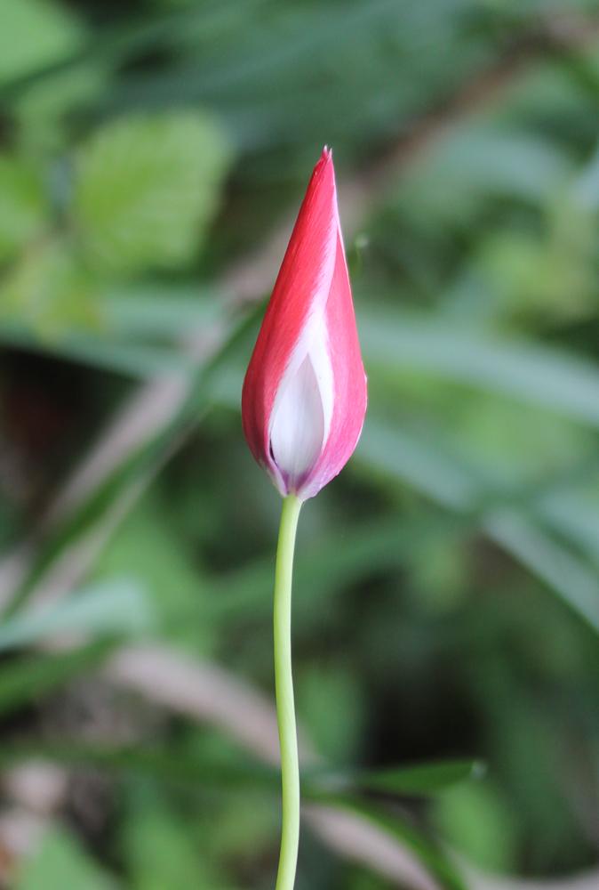 La Tulipe de l'Écluse, Tulipe de Perse Tulipa clusiana DC., 1804