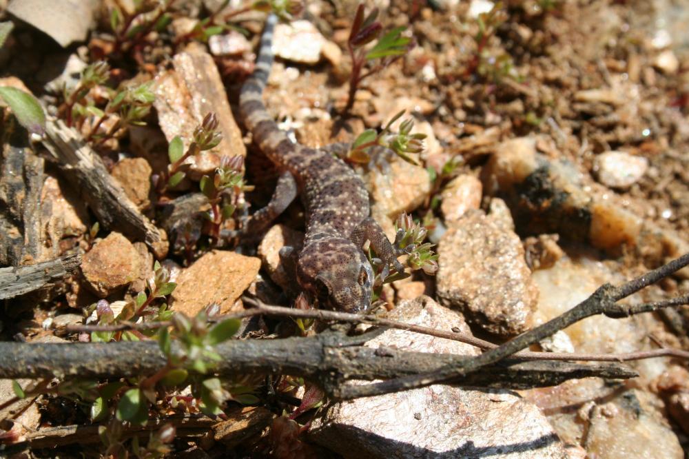 Le Hémidactyle verruqueux Hemidactylus turcicus (Linnaeus, 1758)