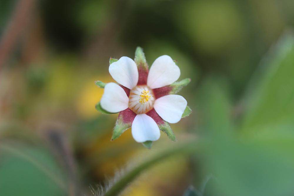 La Potentille à petites fleurs Potentilla micrantha Ramond ex DC., 1805