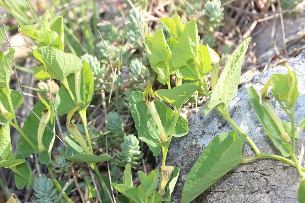 Le Aristoloche à nervures peu nombreuses, Aristoloche Aristolochia paucinervis Pomel, 1874