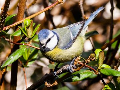 Mésange bleue Cyanistes caeruleus (Linnaeus, 1758)