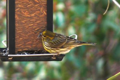 Serin cini Serinus serinus (Linnaeus, 1766)