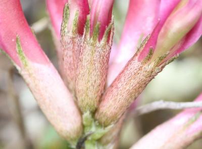 Astragale blanchâtre Astragalus incanus L., 1759