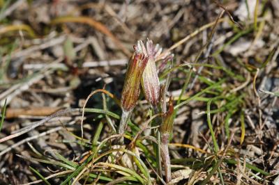 
Gagea bohemica