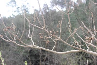 Paulownia, Arbre d'Anna Paulowna Paulownia tomentosa (Thunb.) Steud., 1841