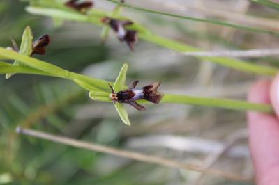 Ophrys mouche Ophrys insectifera L., 1753