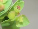  Euphorbia peplus var. peploides (Gouan) Vis., 1852