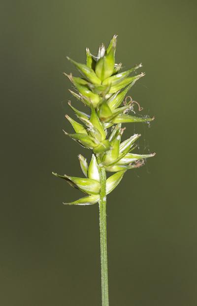 Laîche en épis Carex spicata Huds., 1762