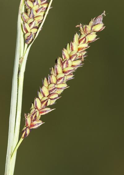 Langue-de-pic Carex flacca subsp. flacca Schreb., 1771