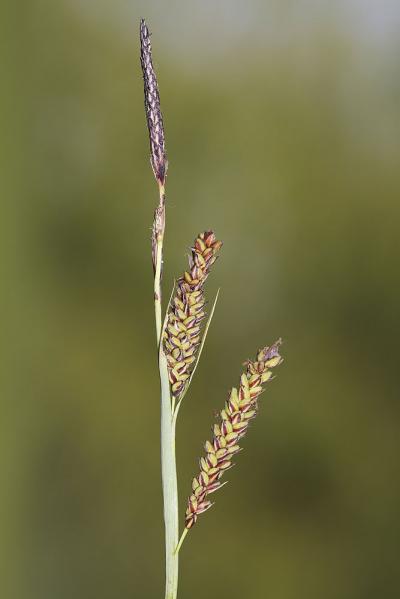 Langue-de-pic Carex flacca subsp. flacca Schreb., 1771