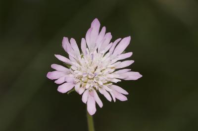 Knautie à feuilles entières Knautia integrifolia (L.) Bertol., 1836