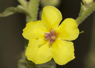 Molène sinuée Verbascum sinuatum L., 1753