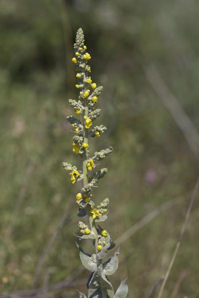 Molène bouillon-blanc, Herbe de saint Fiacre Verbascum thapsus L., 1753