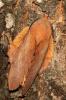 Feuille-Morte du Chêne (La) Gastropacha quercifolia (Linnaeus, 1758)