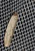Lithosie muscerde (La), Lithosie crotte-souris (La Pelosia muscerda (Hufnagel, 1766)