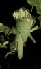 Criquet égyptien Anacridium aegyptium (Linnaeus, 1764)