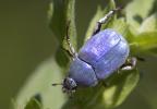 Hoplie bleue (L') Hoplia coerulea (Drury, 1773)