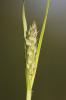 Laîche hérissée Carex hirta L., 1753