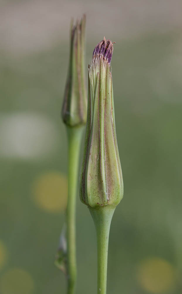 Le Salsifis du Midi Tragopogon porrifolius subsp. porrifolius L., 1753