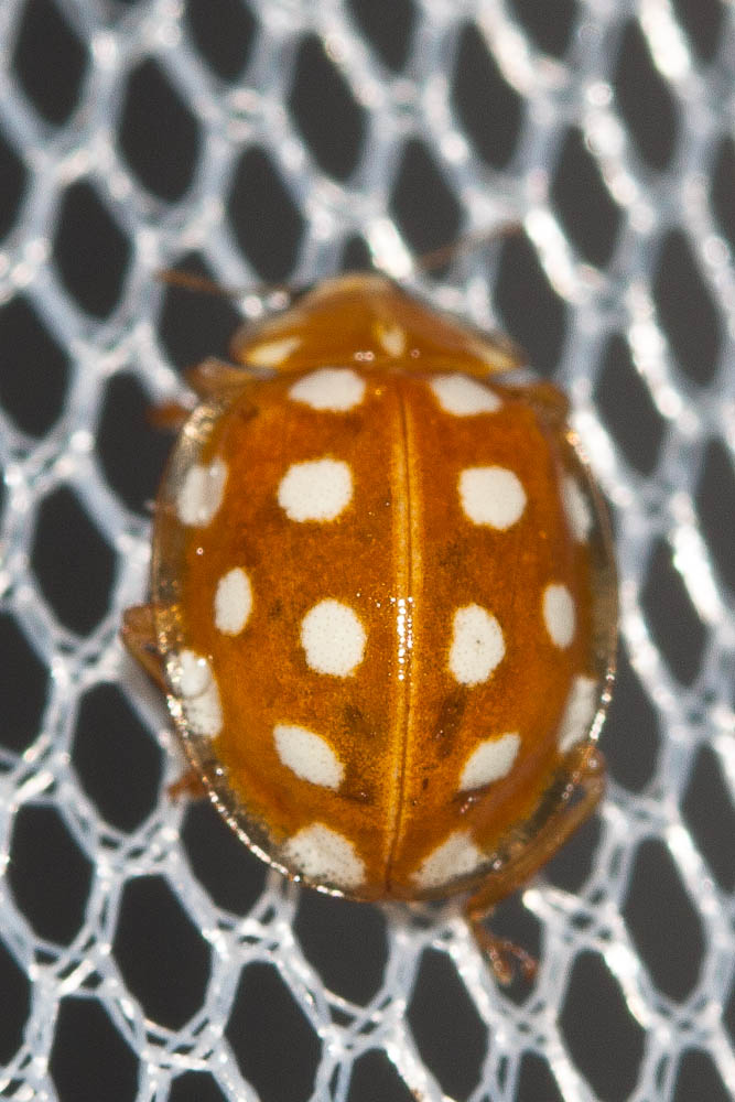 Le  Halyzia sedecimguttata (Linnaeus, 1758)