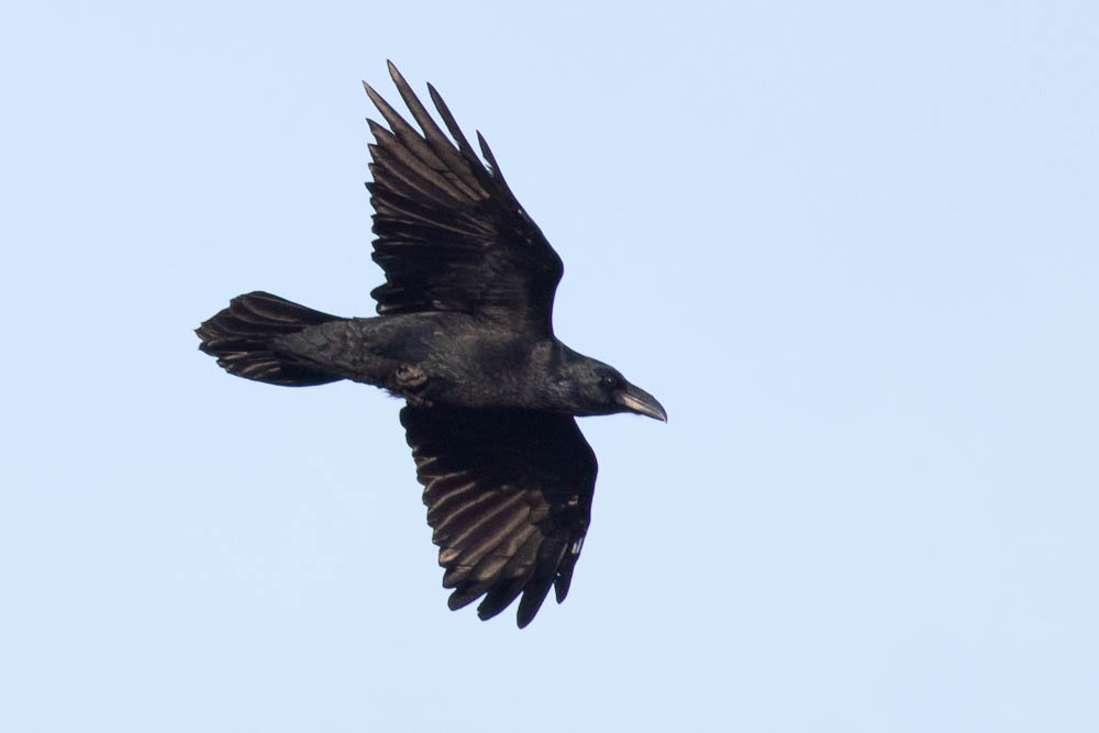 Le Grand corbeau Corvus corax Linnaeus, 1758