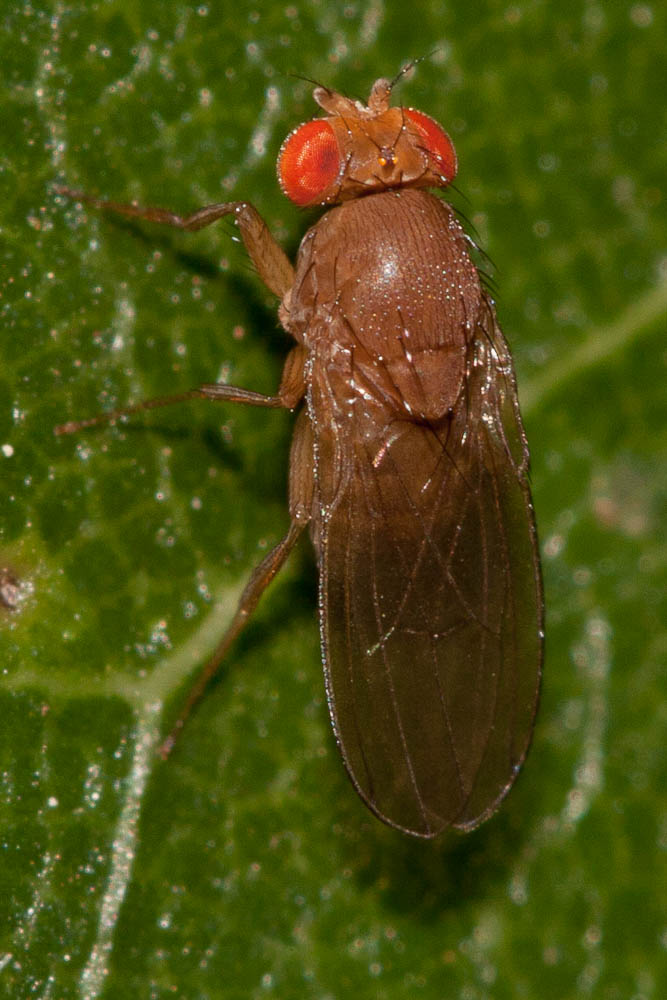 Le  sp. Drosophila Fallén, 1823 sp.