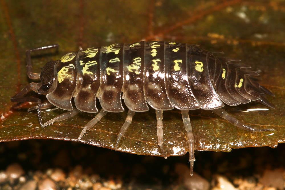 Cloporte commun (Le) Oniscus asellus Linnaeus, 1758