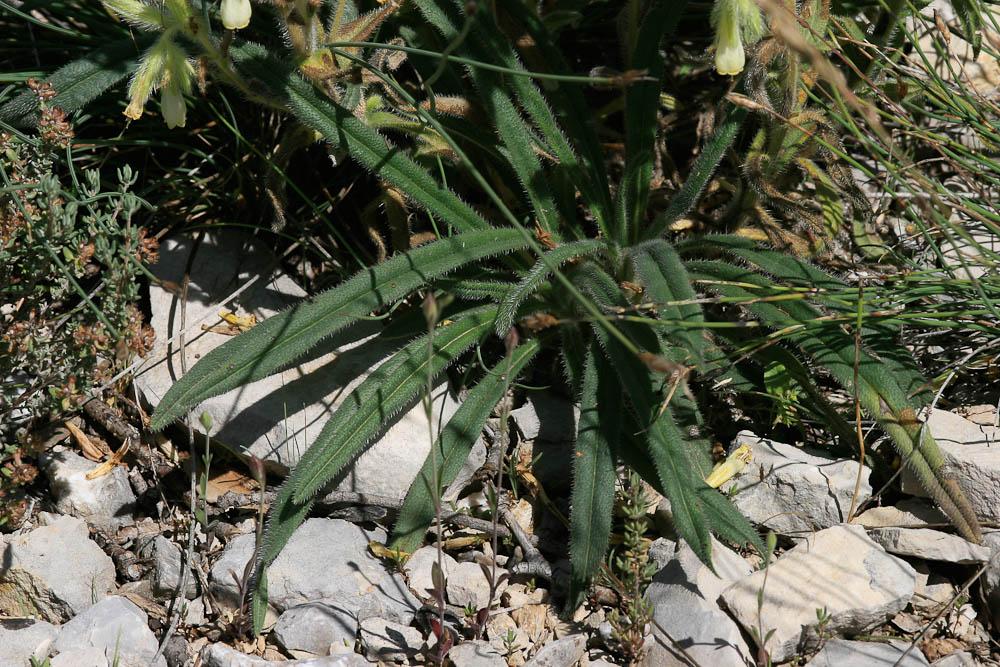 Le Orcanette fastigiée Onosma tricerosperma subsp. fastigiata (Braun-Blanq.) G.López, 1994