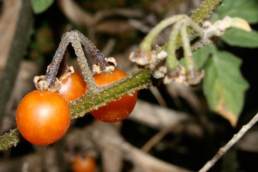 Le Morelle ailée Solanum villosum subsp. miniatum (Bernh. ex Willd.) Edmonds, 1984